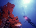 Anthias near a red sponge; a diver in background backlighting; sun  backlight.
Nikonos+15mm- Ikelite Housing, Strobe & Slave 